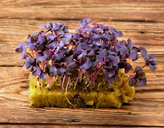 Микрозелень базилика фиолетового XXL фото 2